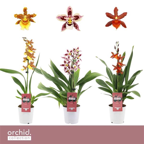 <h4>Cambria, Mix 1-spike 'Orchid Collection'</h4>