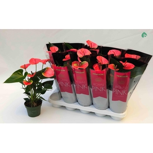 Anthurium Andr. Sweet Dream