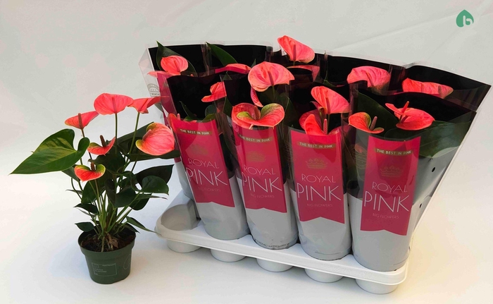 <h4>Anthurium Andr. Sweet Dream</h4>