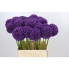 Allium Ambassador