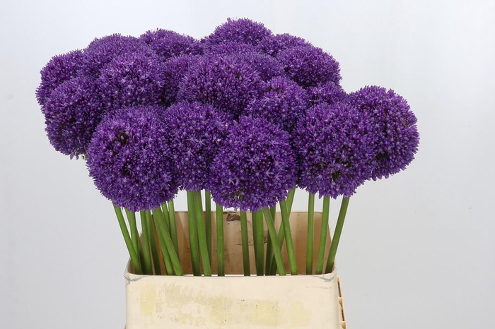 <h4>Allium Ambassador</h4>