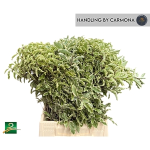 PITTOSP SILVER QU BS