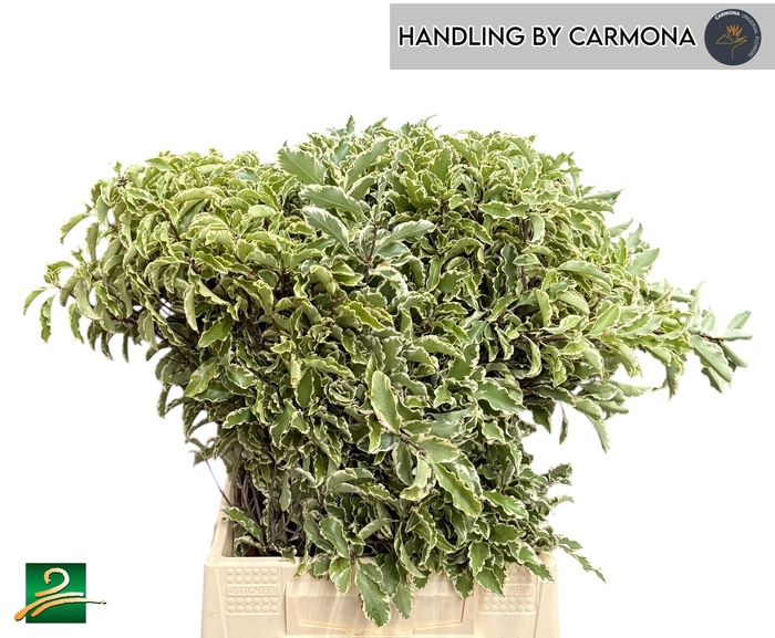 <h4>PITTOSP SILVER QU BS</h4>