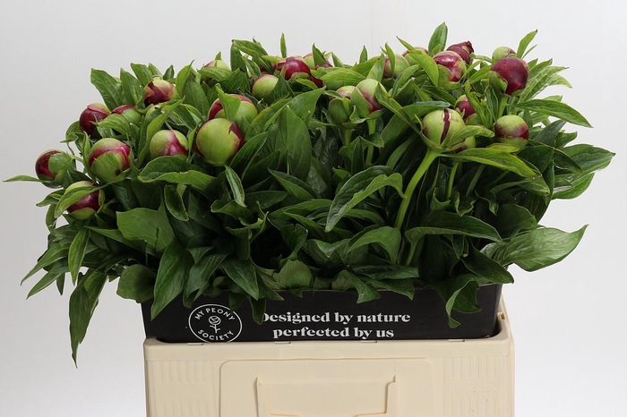 <h4>Paeonia Red Charm</h4>