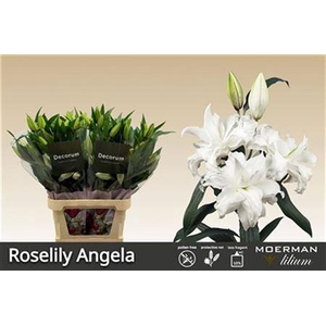 Li Or Du Rl Angela 5+