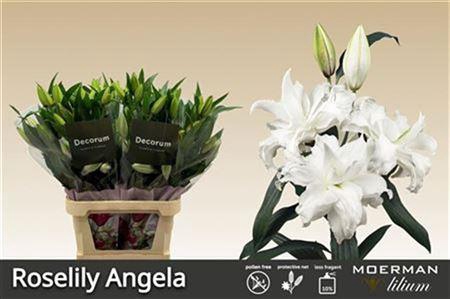 <h4>Li Or Du Rl Angela 5+</h4>