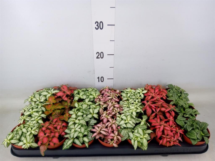 <h4>Fittonia   ...mix 7</h4>