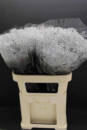 <h4>Gyps Fijn Zilver</h4>