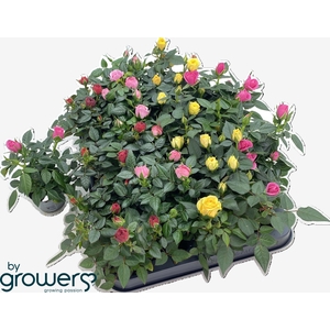 RO KORDANA GEM 4 SRT