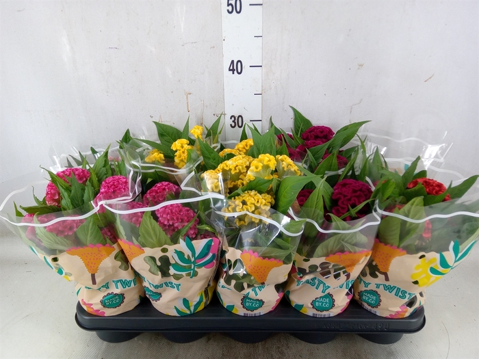 <h4>Celosia arg. CR 'Twisted'   ...mix</h4>