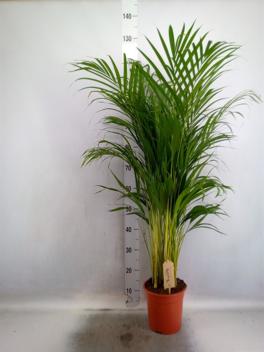 <h4>Dypsis lutescens   ...Chrysalidoca</h4>