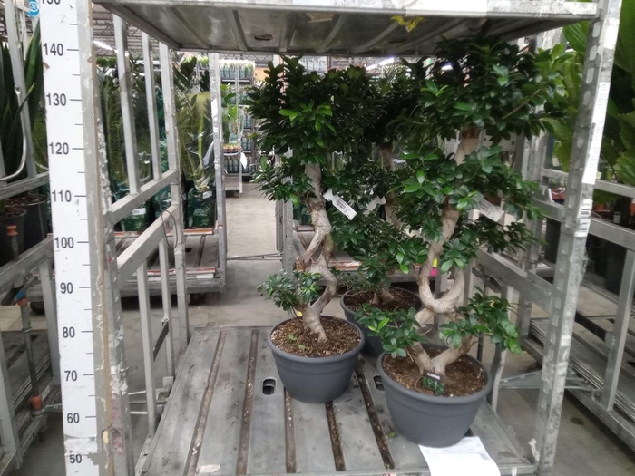 <h4>Ficus microcarpa 'Ginseng'</h4>