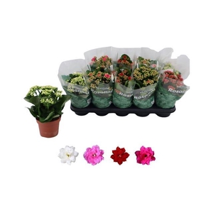 KALAN CALAN MIX ROSALINA P12