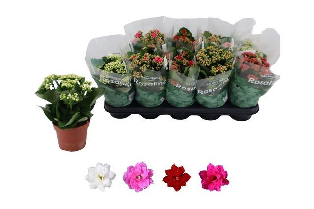 <h4>KALAN CALAN MIX ROSALINA P12</h4>