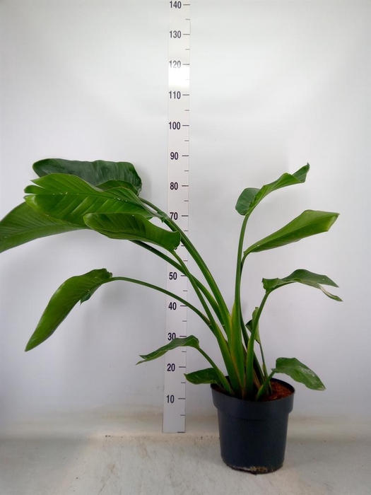 <h4>Strelitzia nicolai</h4>