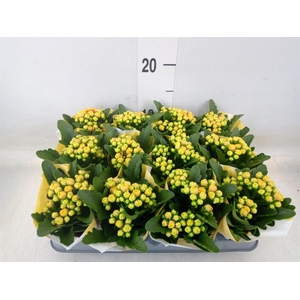 Kalanchoe  'MoreFlow Lausanne'