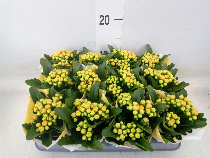 <h4>Kalanchoe  'MoreFlow Lausanne'</h4>