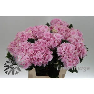 Hydrangea lollipop pink