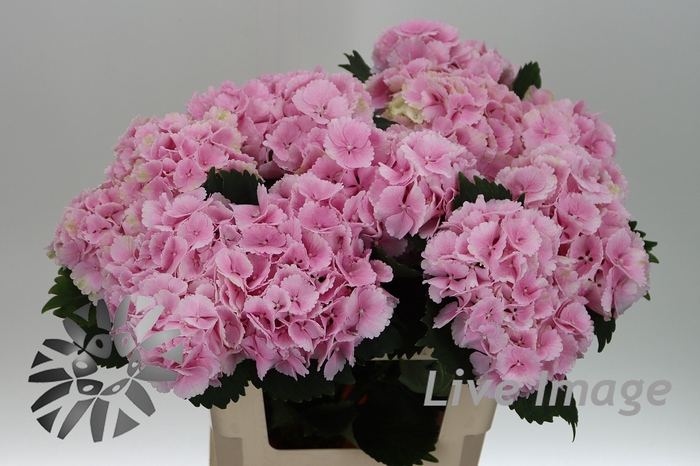 <h4>Hydrangea lollipop pink</h4>