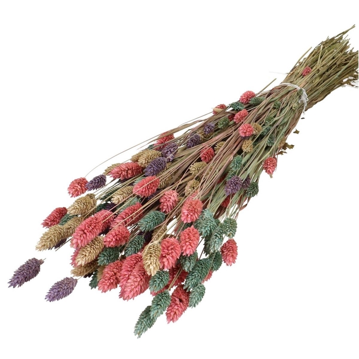 <h4>Droogbloem Phalaris mix 65cm 175g</h4>