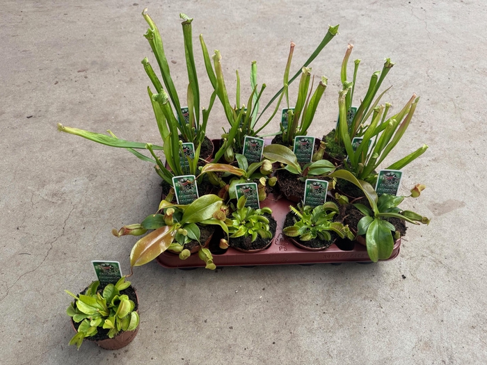 <h4>VLEESETENDE PLANTEN</h4>