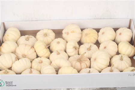 <h4>Cuc P Casparita X30</h4>