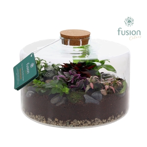 Green Bottle Kyra XLarge met Terrarium arrangement