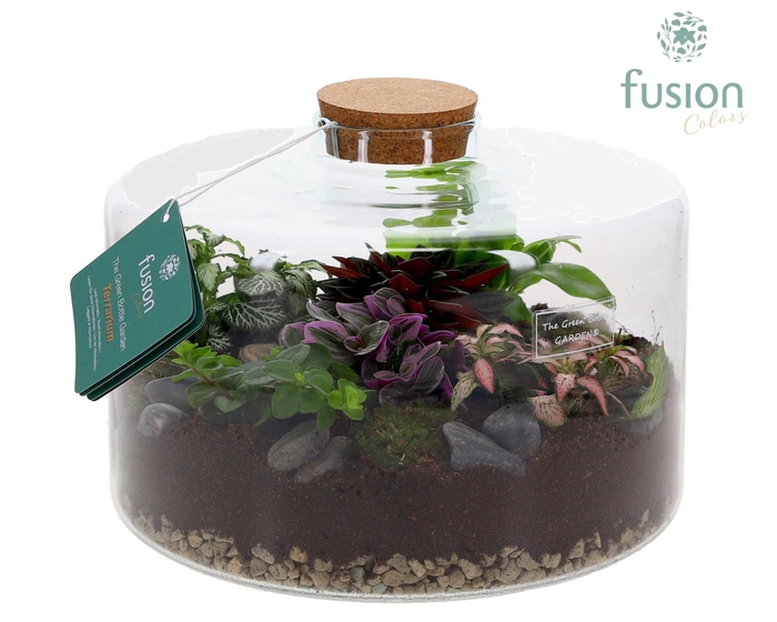 <h4>Green Bottle Kyra XLarge met Terrarium arrangement</h4>