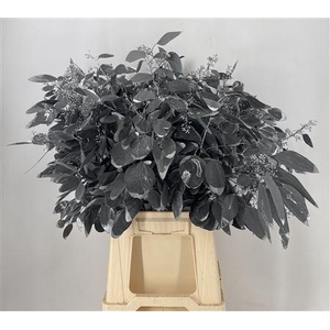 Dr Stab Col Pop Bes Old Black Nero