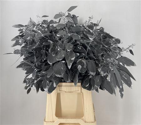 <h4>Dr Stab Col Pop Bes Old Black Nero</h4>