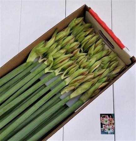 <h4>Hipp Ga Ambiance</h4>