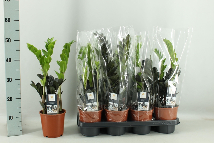 <h4>ZAMIO RAVEN</h4>