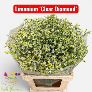 LIMONIUM SIN CLEAR DIAMOND LIM SIN