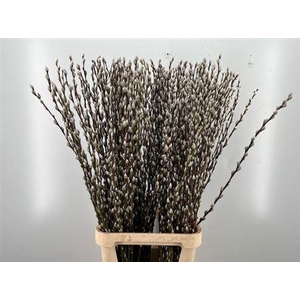 Salix Wilgenkatjes 120cm P Stem
