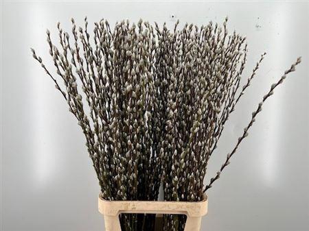 <h4>Salix Wilgenkatjes 120cm P Stem</h4>