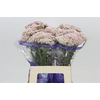 Ozothamnus Cooks Tall Pink