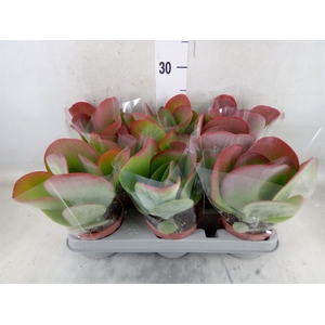 Kalanchoe NF thyrsiflora 'Red Lips'