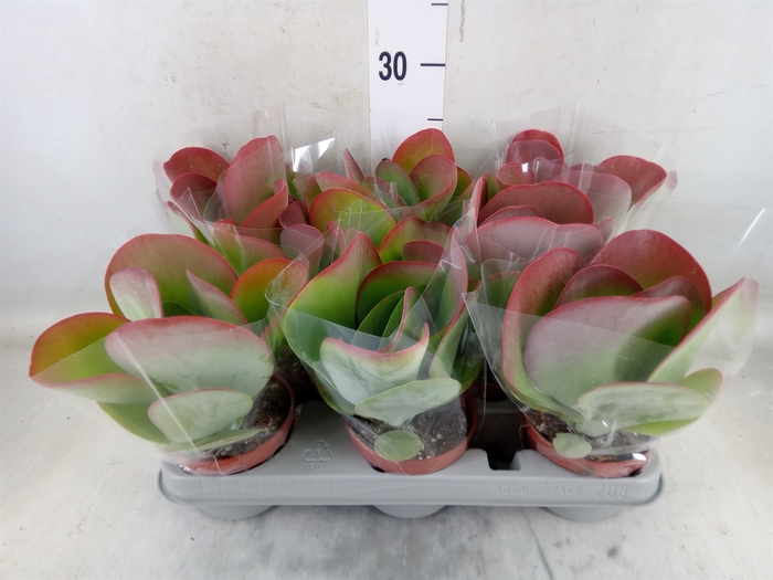 <h4>Kalanchoe NF thyrsiflora 'Red Lips'</h4>