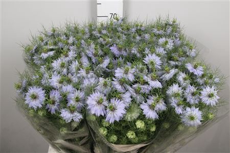 <h4>Nigella D Clou Lavender</h4>