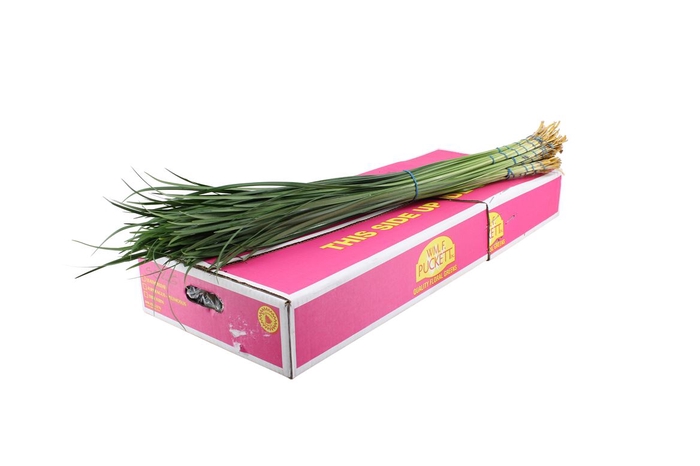 <h4>Lilly Grass Large</h4>