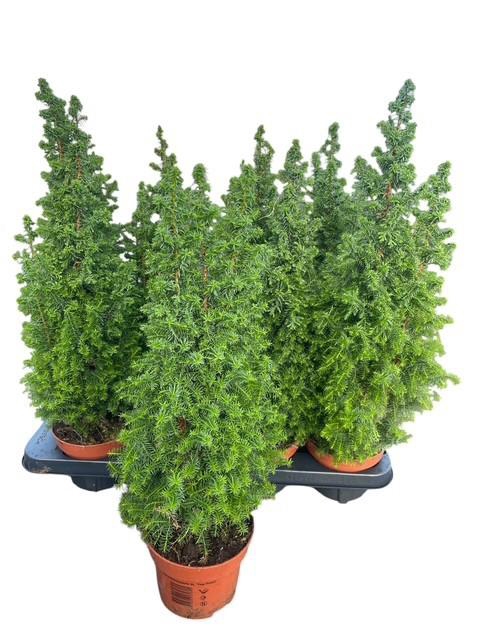 <h4>Cham Th Top Point</h4>