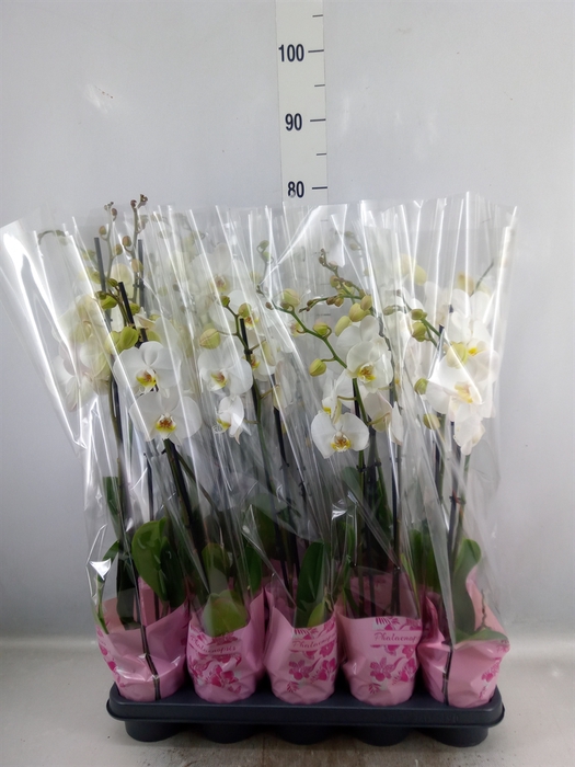 <h4>Phalaenopsis   ...white</h4>