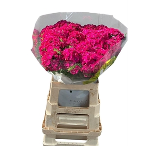 Di Barb Kiwi Fuchsia