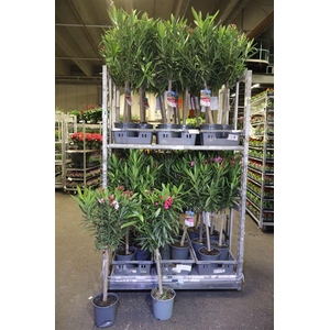 arr8 Neri Oleander Op Stam