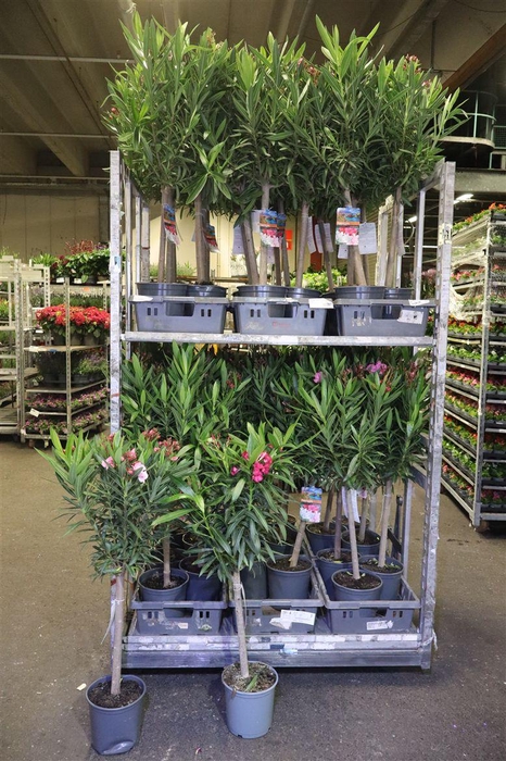 <h4>arr8 Neri Oleander Op Stam</h4>