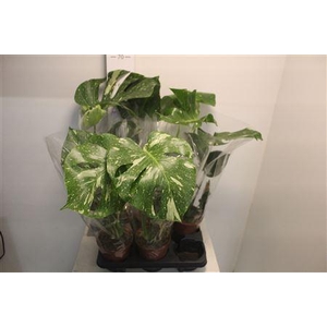 Monstera Del Variega
