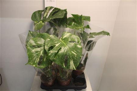 Monstera Del Variega