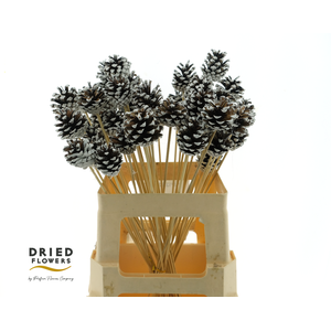 Dried Deco Pinea Bundle Sticks