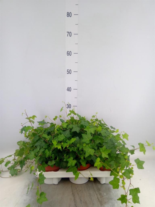 <h4>Hedera   ...green leafed</h4>