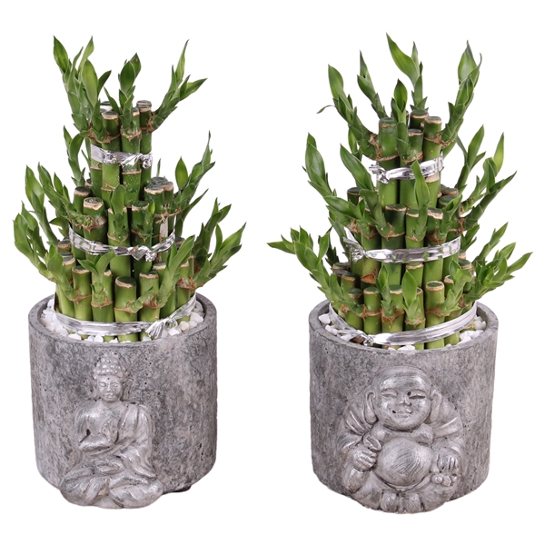 <h4>Lucky Bamboo 3 big in ø15 cm Concrete Silver Buddha</h4>